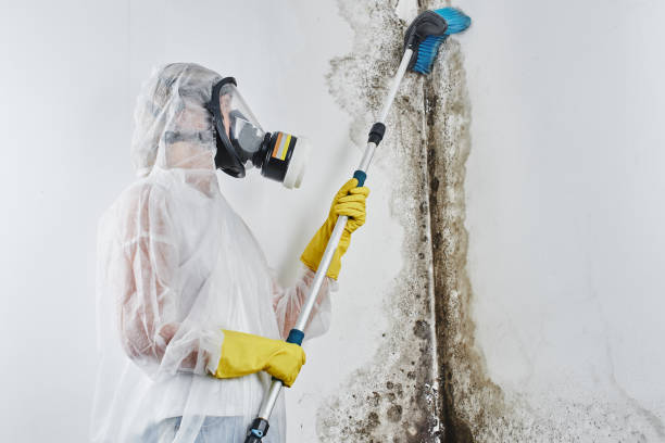 Best Mold Damage Repair  in Caney, KS