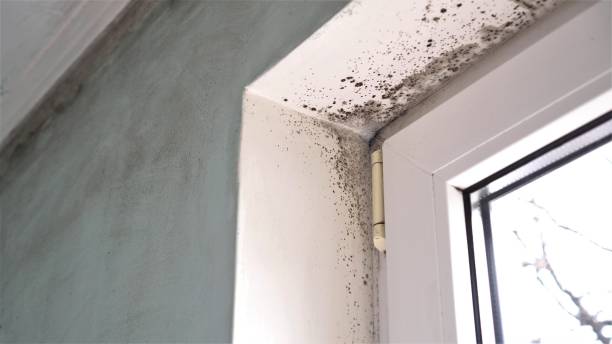 Best Home Mold Removal  in Caney, KS