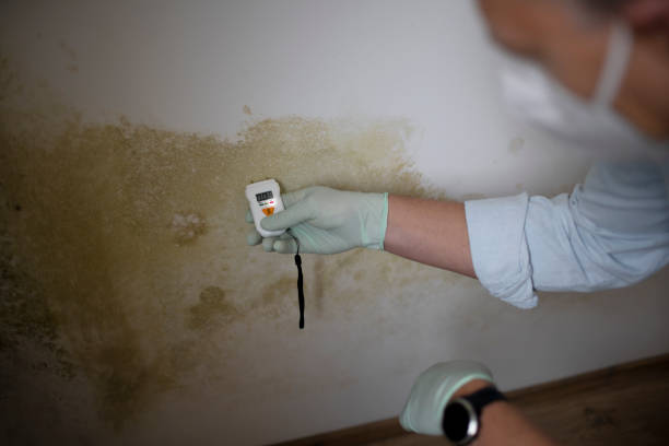 Best Mold Removal Company Near Me  in Caney, KS