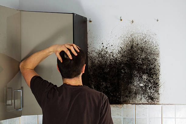 Best Office Mold Removal Services  in Caney, KS