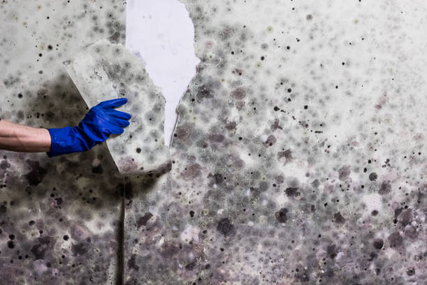 Best Water Damage Restoration  in Caney, KS